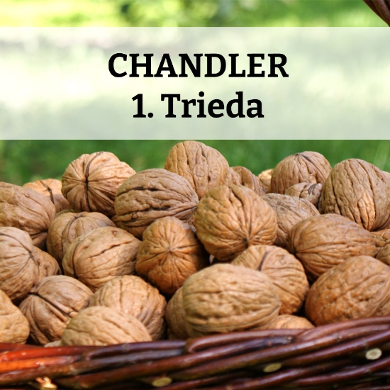 Obrázok z Orechy v škrupine Chandler - I.trieda  