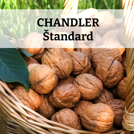 Obrázok z Chandler  - Štandard